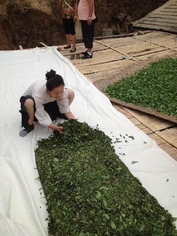 清傳在茶山整理茶葉